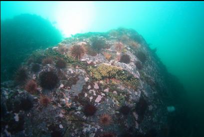 zoanthids and urchins on reef