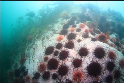 looking up wall of urchins in canyon