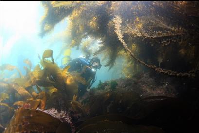 kelp in shallows