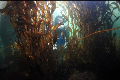 behind kelp