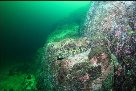 lingcod on a ledge