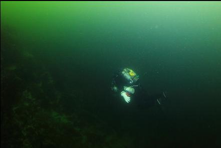 swimming along the reef to the left