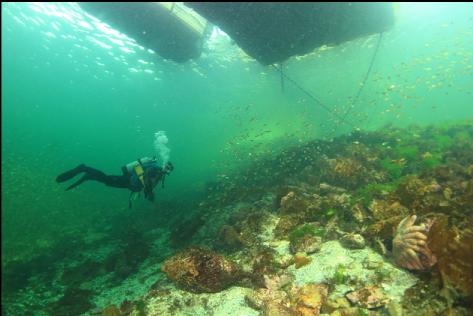 under the dock