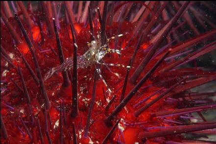 shrimp on an urchin