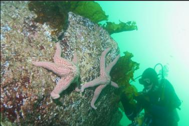 SEASTARS ON ROCKY SLOPE