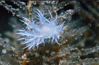 NUDIBRANCH ON HYDROID