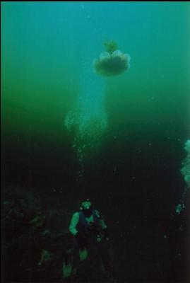 DIVER AND JELLYFISH
