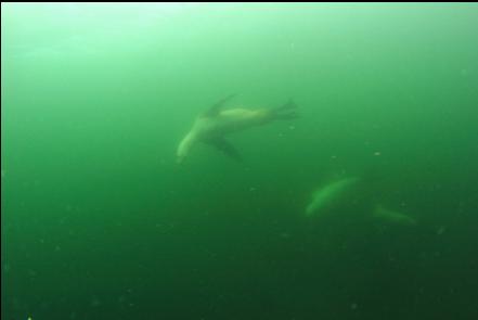 first view of the sealions