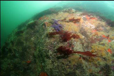 tunicates coating shallow wall near shore