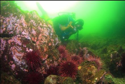 urchins on the rubble slope