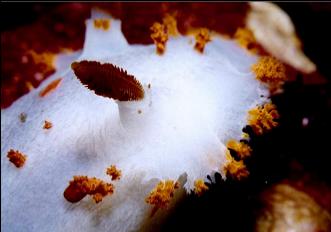 CLOWN NUDIBRANCH